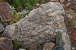 Строматолиты Conophyton cilindricus Maclov, нижний рифей
