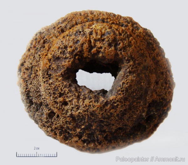 Siderospongia
