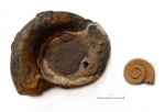 Гастроподы Euomphalus