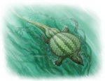 Psephoderma