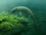 Prognathodon lutugini