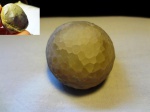 Цистоидея Echinosphaerites aurantium infra Hecker