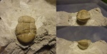 Маленький Illaenus