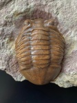 Крупный Asaphus на обмен