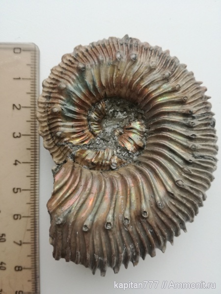 Kosmoceras