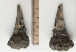 Безростровый белемнит Acanthotheutis.