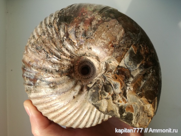 аммониты, юра, Саратовская область, Сокурский карьер, Arcticoceras ishmae