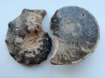 Аммонит Mammites nodosoides.