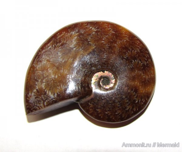 аммониты, Мадагаскар, фоссилии, Ammonites, лопастные линии
