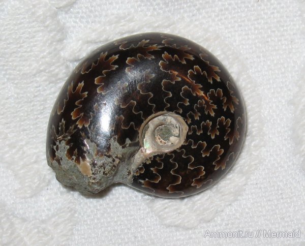 аммониты, Мадагаскар, фоссилии, Ammonites