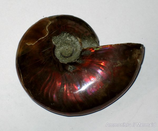 аммониты, Мадагаскар, фоссилии, Cleoniceras, Ammonites
