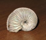 Аммонит Cardioceras