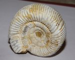 Мадагаскарский Perisphinctes