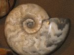 Аммонит Vascoceras sp.