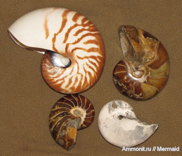 Михайлов, наутилусы, Nautilus, Мадагаскар, Cenoceras, Cymatoceras, Индийский океан, Nautilus pompilius, Nautilida, Nautilidae