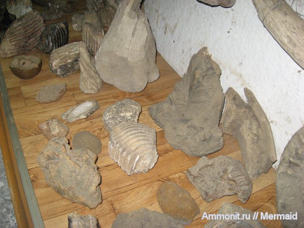 кораллы, губки, музеи, мамонты, Мышкин