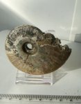 Lunuloceras sp