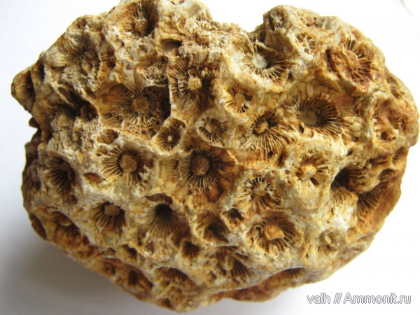 кораллы, нижний карбон, Actinocyathus, колониальные кораллы, Rugosa