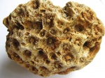 Коралл Actinocyathus sp.