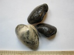 Двустворчатые моллюски Pleuromya.
