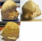 Брахиопода  Dictyoclostus sp.