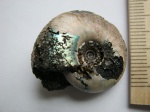 Мезозой(Mesozoic).
