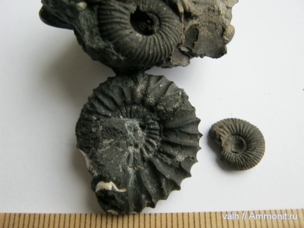 Pavlovia, зона Dorsoplanites panderi