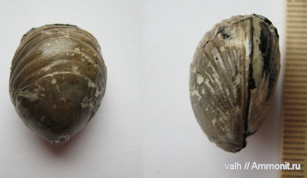 Russiella, зона Virgatites virgatus