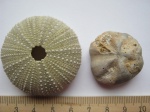 Меловой  Micraster sp? и современный Strongylocentrotus nudus.