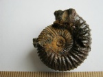 Dorsoplanites panderi.