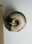 Craspedites okensis