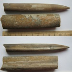 Eulagonibelus volgensis.