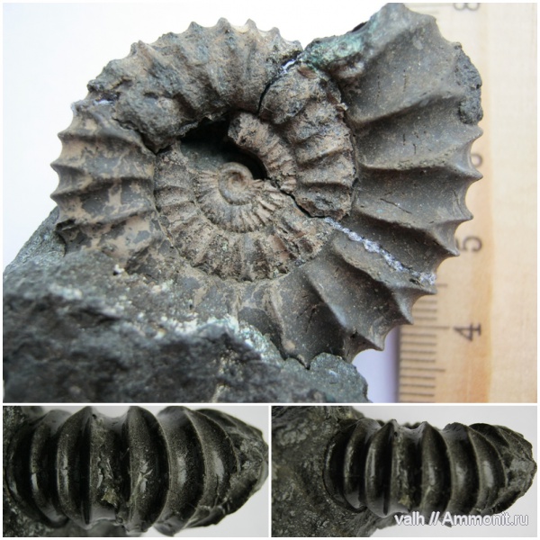 Pavlovia, Pavlovia pavlovi, зона Dorsoplanites panderi, Dorsoplanitidae