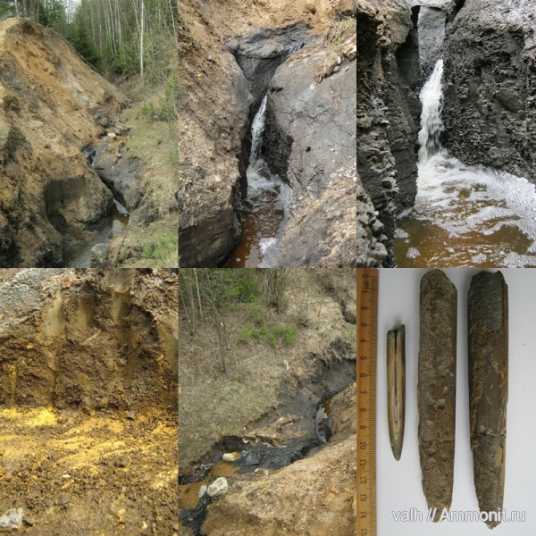 белемниты, оксфорд, келловей, Oxfordian, Callovian, Middle Jurassic, belemnites