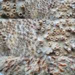 Aulopora macrostoma