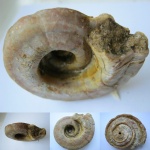 Гастропода Omphalotrochus sp.