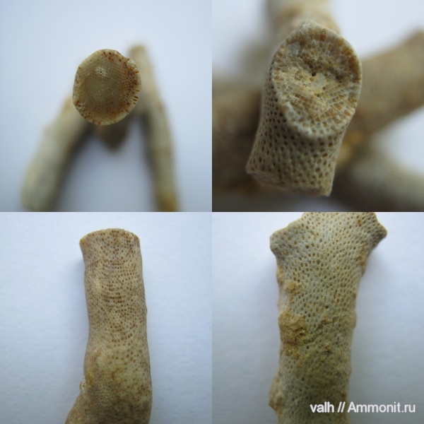 Гжель, верхний карбон, Rhomboporella, Rhomboporella pentagonalis