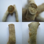 Rhomboporella pentagonalis.