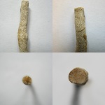 Ascopora latiaxis.