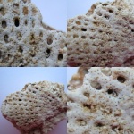 Polypora sp.