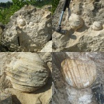 Gigantoproductus sp.
