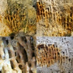 Syringopora sp.