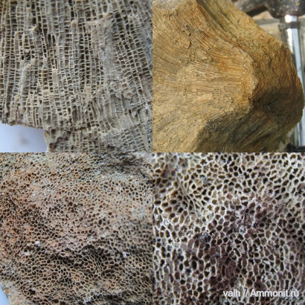 Chaetetes, нижний карбон, визейский ярус, Ланьшинский карьер