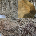 Chaetetes boswelli (Boswellia)