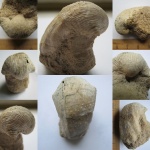 Productus sp.
