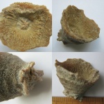 Dibunophyllum bipartitum.