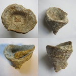 Dibunophyllum bipartitum.