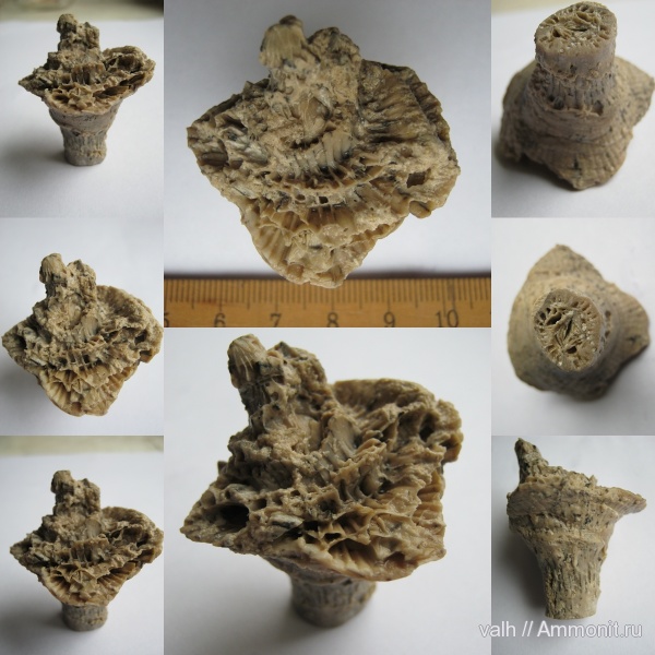 нижний карбон, Rugosa, серпуховский ярус, Corwenia, тарусский горизонт
