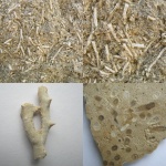 Siphonodendron junceum Fleming, 1828.