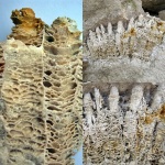Actinocyathus sarytschevae в плите мелкодетритового извесняка.